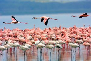 Bonaire-goes-Pink-2